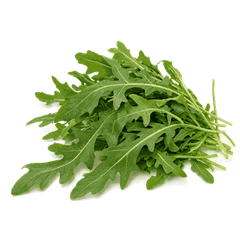 Rukola