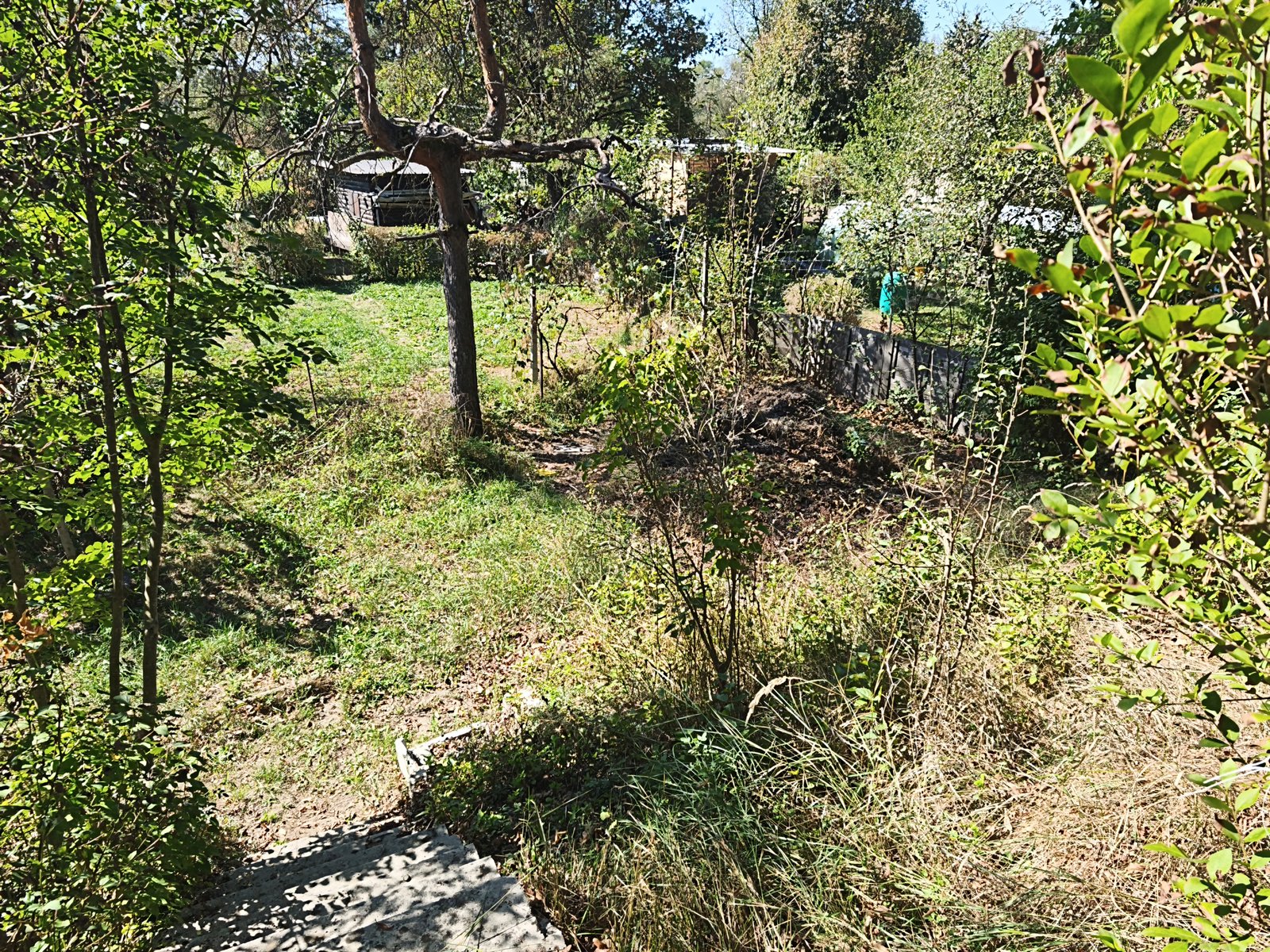 Prost vrtiček D3-2266 — fotografija 2